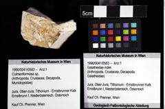 Foto (Objket + Etiketten) von Culmenformosa sp. 